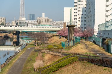 Japonya 'da kiraz çiçekleri, Tokyo