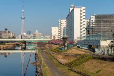 Japonya 'da kiraz çiçekleri, Tokyo