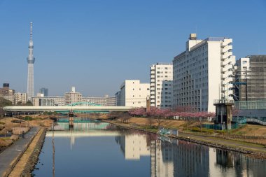 Japonya 'da kiraz çiçekleri, Tokyo