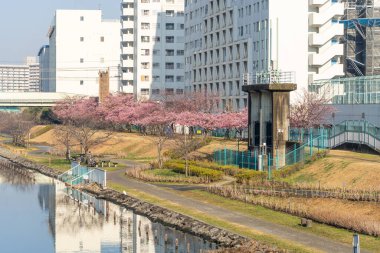 Japonya 'da kiraz çiçekleri, Tokyo