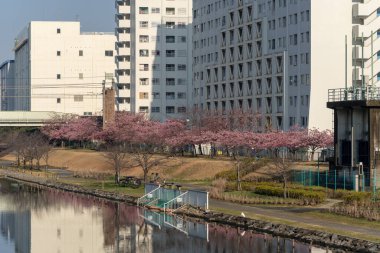 Japonya 'da kiraz çiçekleri, Tokyo