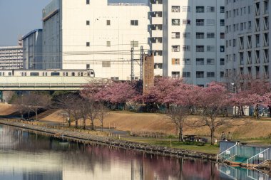Japonya 'da kiraz çiçekleri, Tokyo