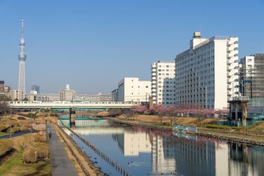 Japonya 'da kiraz çiçekleri, Tokyo