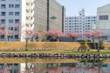 Japonya 'da kiraz çiçekleri, Tokyo