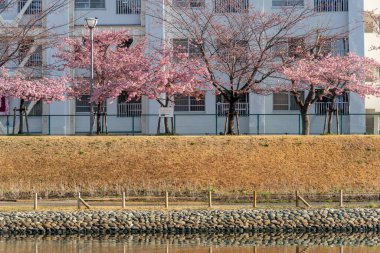 Japonya 'da kiraz çiçekleri, Tokyo