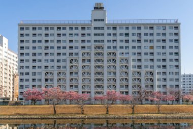 Japonya 'da kiraz çiçekleri, Tokyo