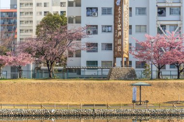 Japonya 'da kiraz çiçekleri, Tokyo