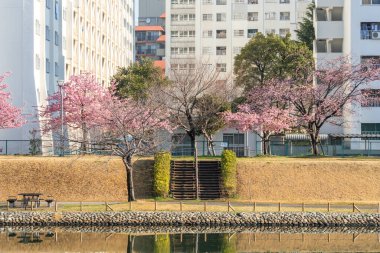 Japonya 'da kiraz çiçekleri, Tokyo