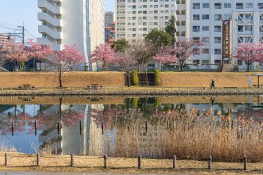 Japonya 'da kiraz çiçekleri, Tokyo