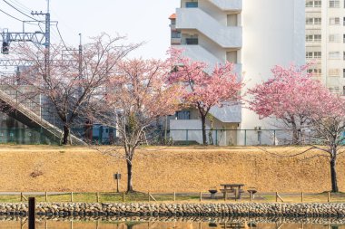 Japonya 'da kiraz çiçekleri, Tokyo