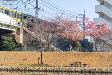 Japonya 'da kiraz çiçekleri, Tokyo