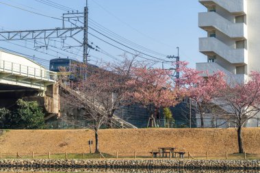 Japonya 'da kiraz çiçekleri, Tokyo