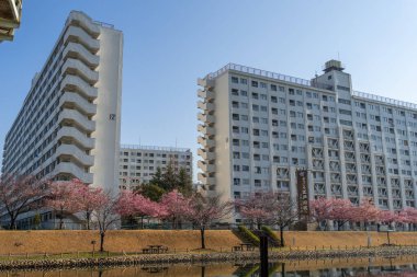 Japonya 'da kiraz çiçekleri, Tokyo