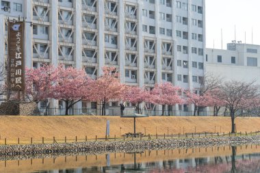 Japonya 'da kiraz çiçekleri, Tokyo