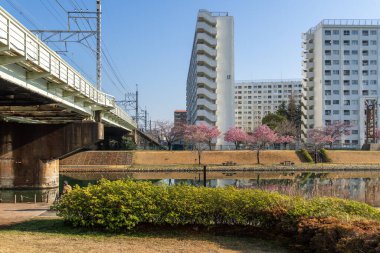 Japonya 'da kiraz çiçekleri, Tokyo