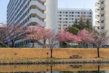 Japonya 'da kiraz çiçekleri, Tokyo