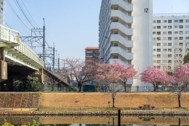 Japonya 'da kiraz çiçekleri, Tokyo