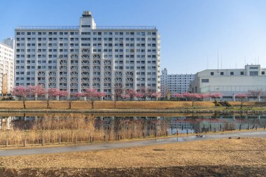 Japonya 'da kiraz çiçekleri, Tokyo
