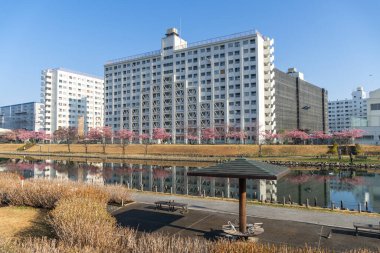 Japonya 'da kiraz çiçekleri, Tokyo