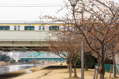 Japonya 'da kiraz çiçekleri, Tokyo