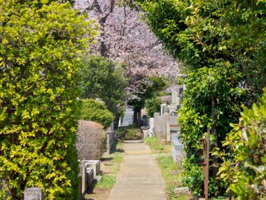 Japonya 'da kiraz çiçekleri, Tokyo