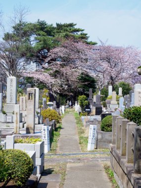 Japonya 'da kiraz çiçekleri, Tokyo