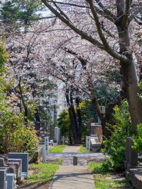Japonya 'da kiraz çiçekleri, Tokyo