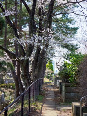 Japonya 'da kiraz çiçekleri, Tokyo