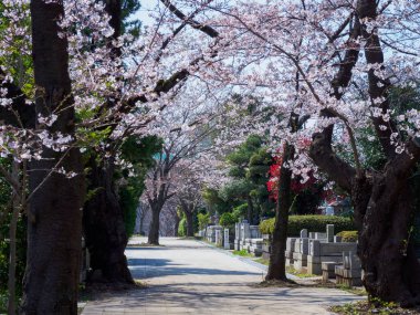 Japonya 'da kiraz çiçekleri, Tokyo
