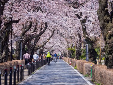 Japonya 'da kiraz çiçekleri, Tokyo