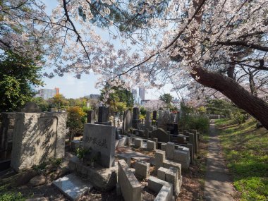 Japonya 'da kiraz çiçekleri, Tokyo