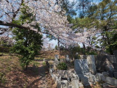 Japonya 'da kiraz çiçekleri, Tokyo