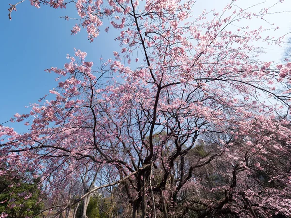 Japonya Kiraz Çiçekleri Tokyo — Stok fotoğraf