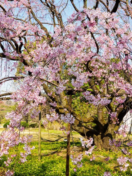 Flores Cereja Japão Tóquio — Fotografia de Stock