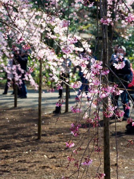 Cherry Blossoms Japan Tokyo — Stock Photo, Image