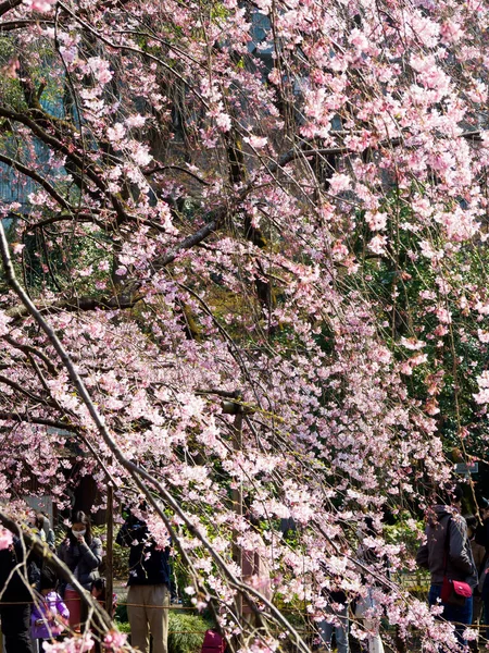 Cherry Blossoms Japan Tokyo — Stock Photo, Image