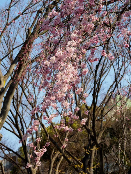 Flores Cereja Japão Tóquio — Fotografia de Stock
