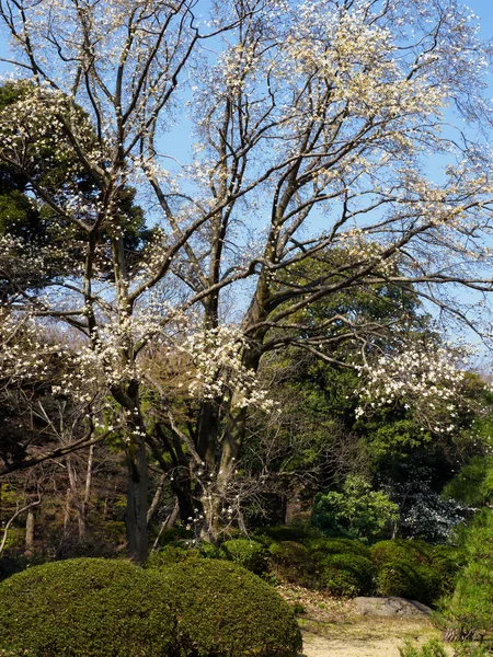 Flores Cerezo Japón Tokio —  Fotos de Stock