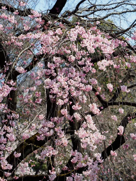 東京の桜 — ストック写真