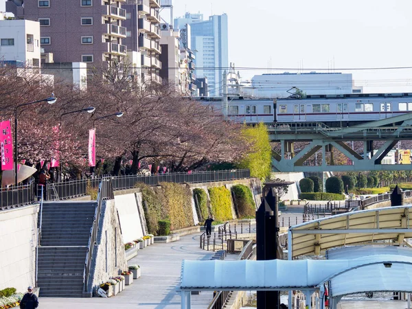 東京の桜 — ストック写真