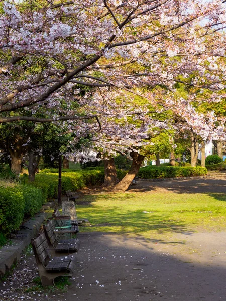 Japonya Kiraz Çiçekleri Tokyo — Stok fotoğraf