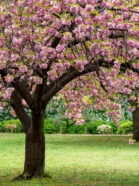 Japonya 'da kiraz çiçekleri, Tokyo