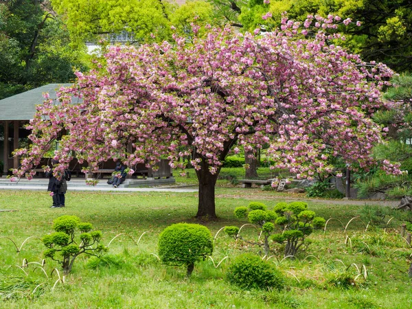 Japonya 'da kiraz çiçekleri, Tokyo