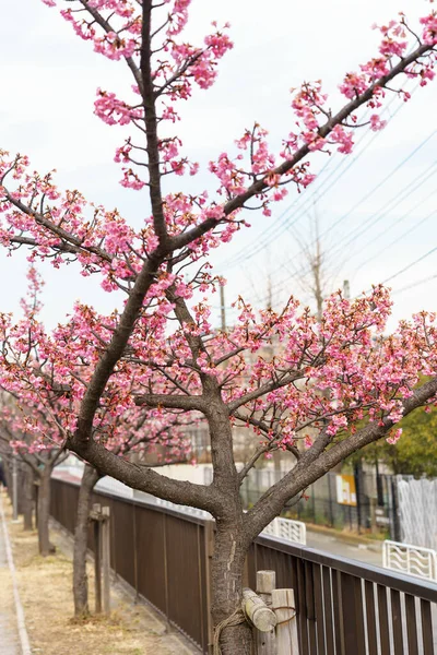 Kirschblüten Japan Tokio — Stockfoto