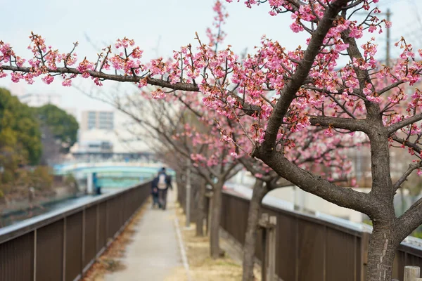 Kersenbloesems Japan Tokio — Stockfoto