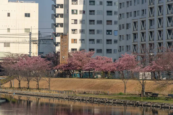 Japonya 'da kiraz çiçekleri, Tokyo