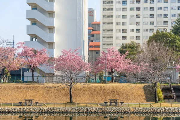 Japonya 'da kiraz çiçekleri, Tokyo