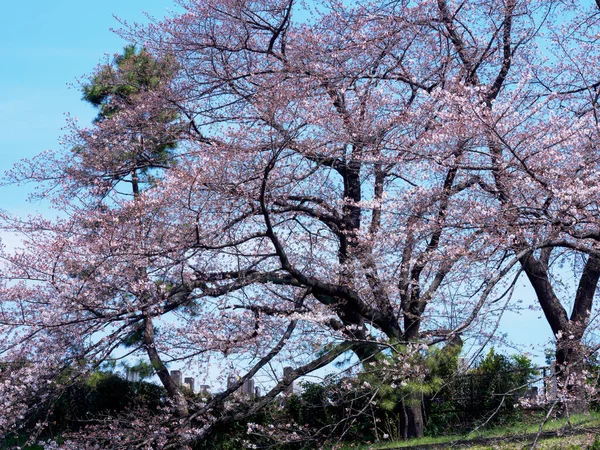 東京の桜 — ストック写真