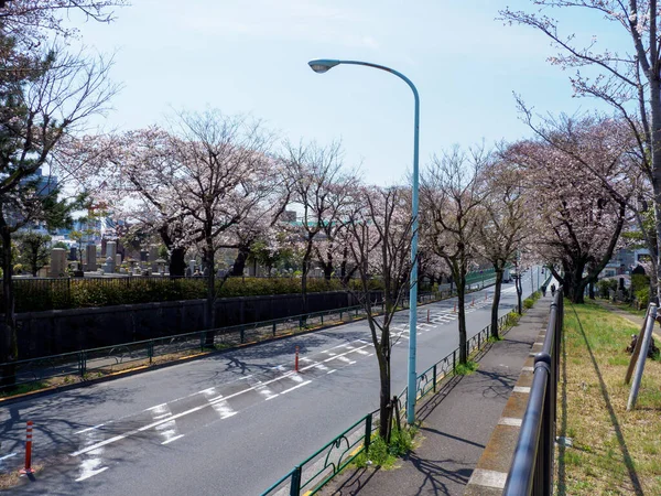 東京の桜 — ストック写真