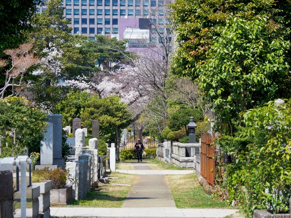 Třešňové Květy Japonsku Tokio — Stock fotografie